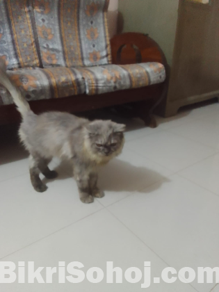 persian cat